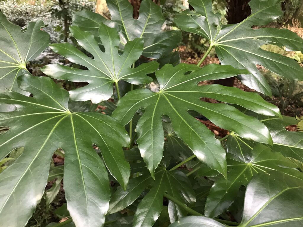 Fatsia japonica leaves growing in a tropical garden