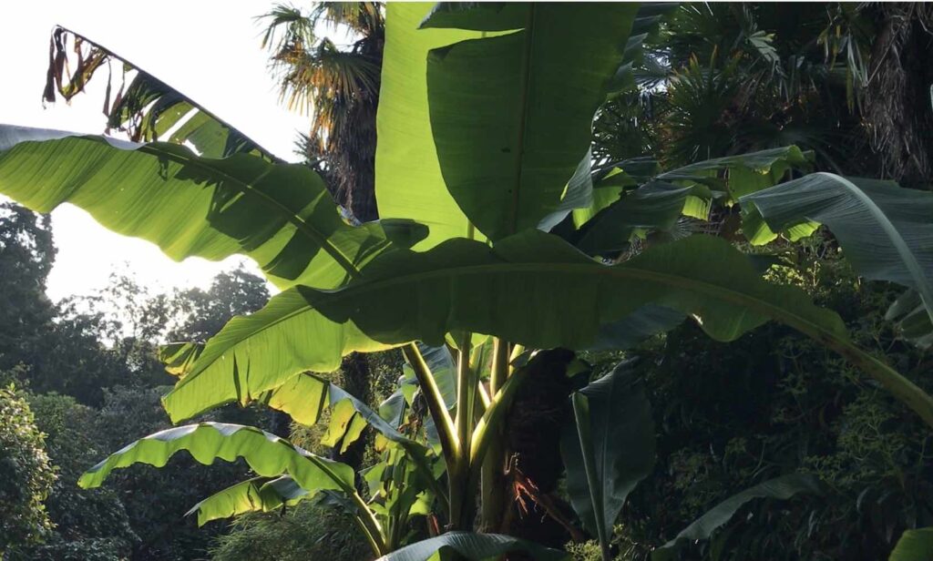 Musa basjoo tropical banana plant