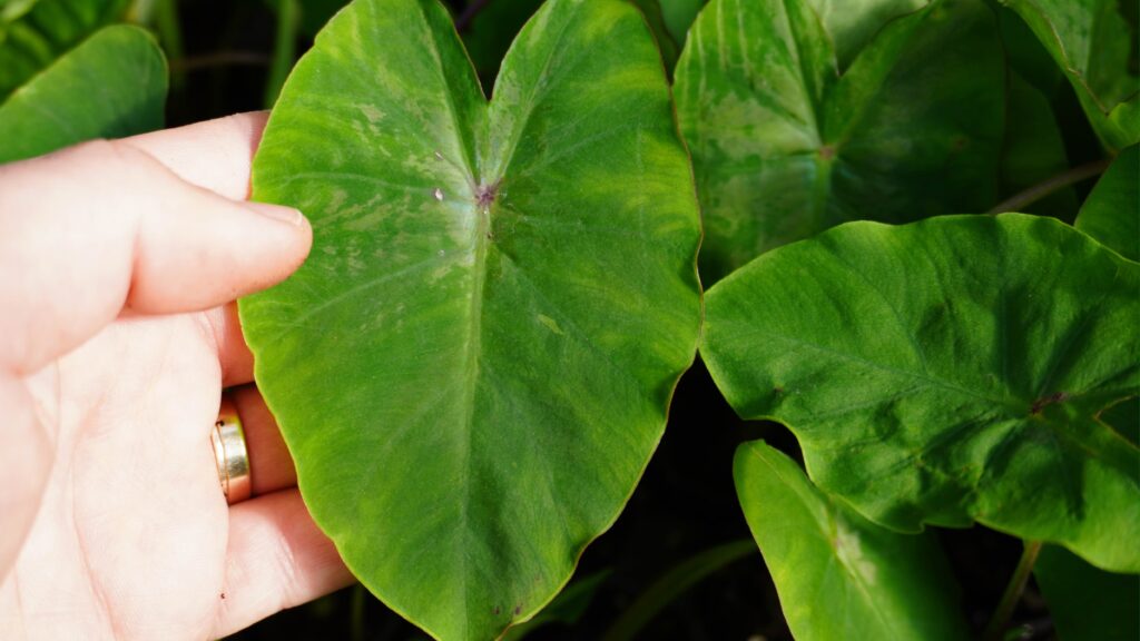 Colocasia plants leaves looking very exotic