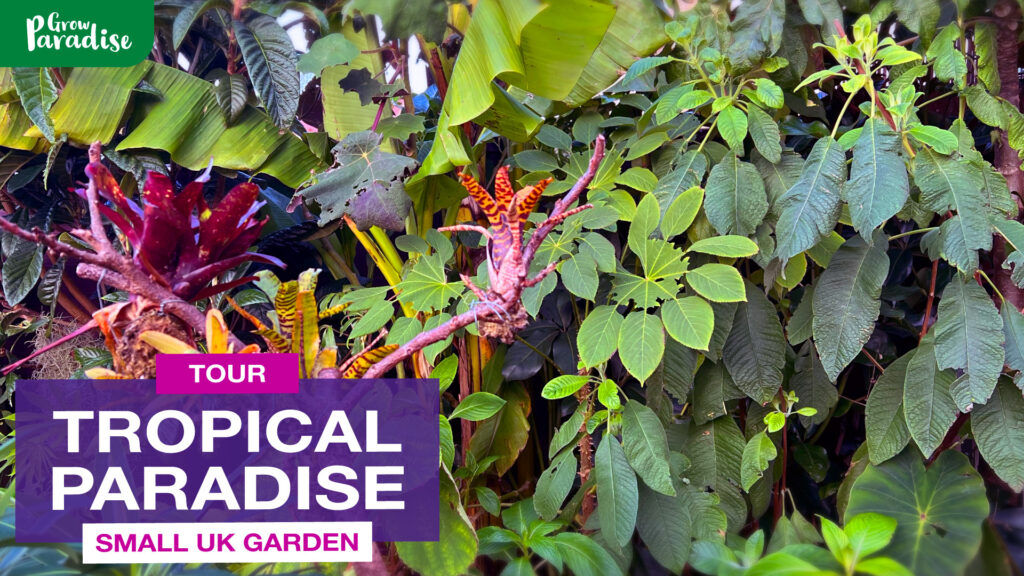 The Grow Paradise garden is looking lush this autumn