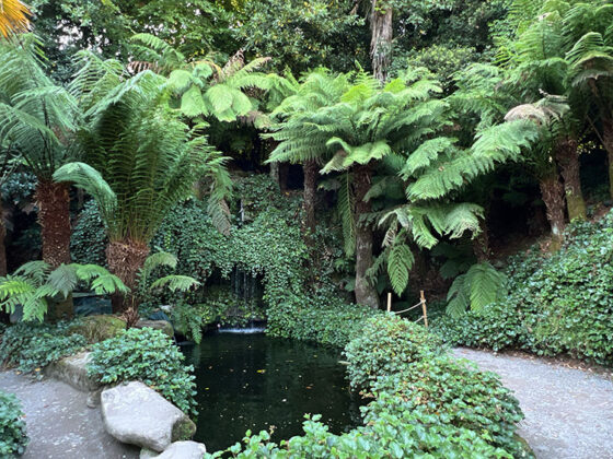 Trebah Gardens Ferns