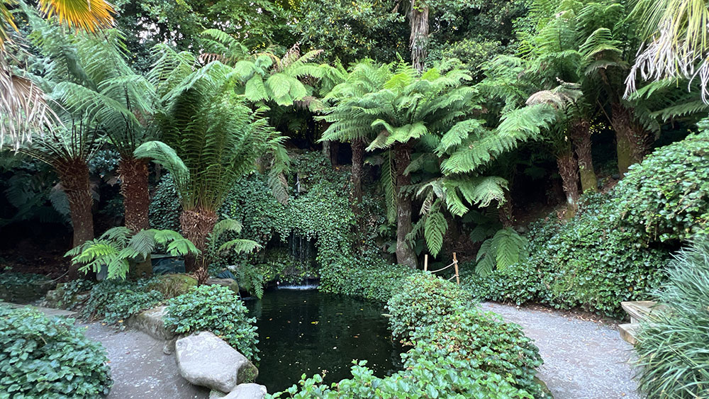Trebah Gardens Ferns