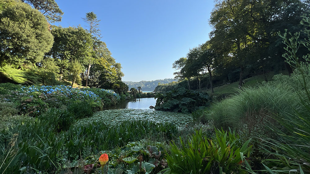 Trebah Gardens Pond and Hydrangeas