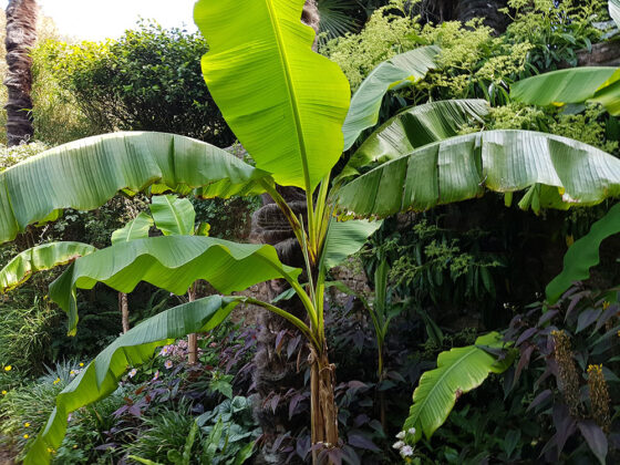 Large Musa basjoo
