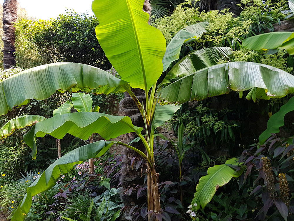 Large Musa basjoo