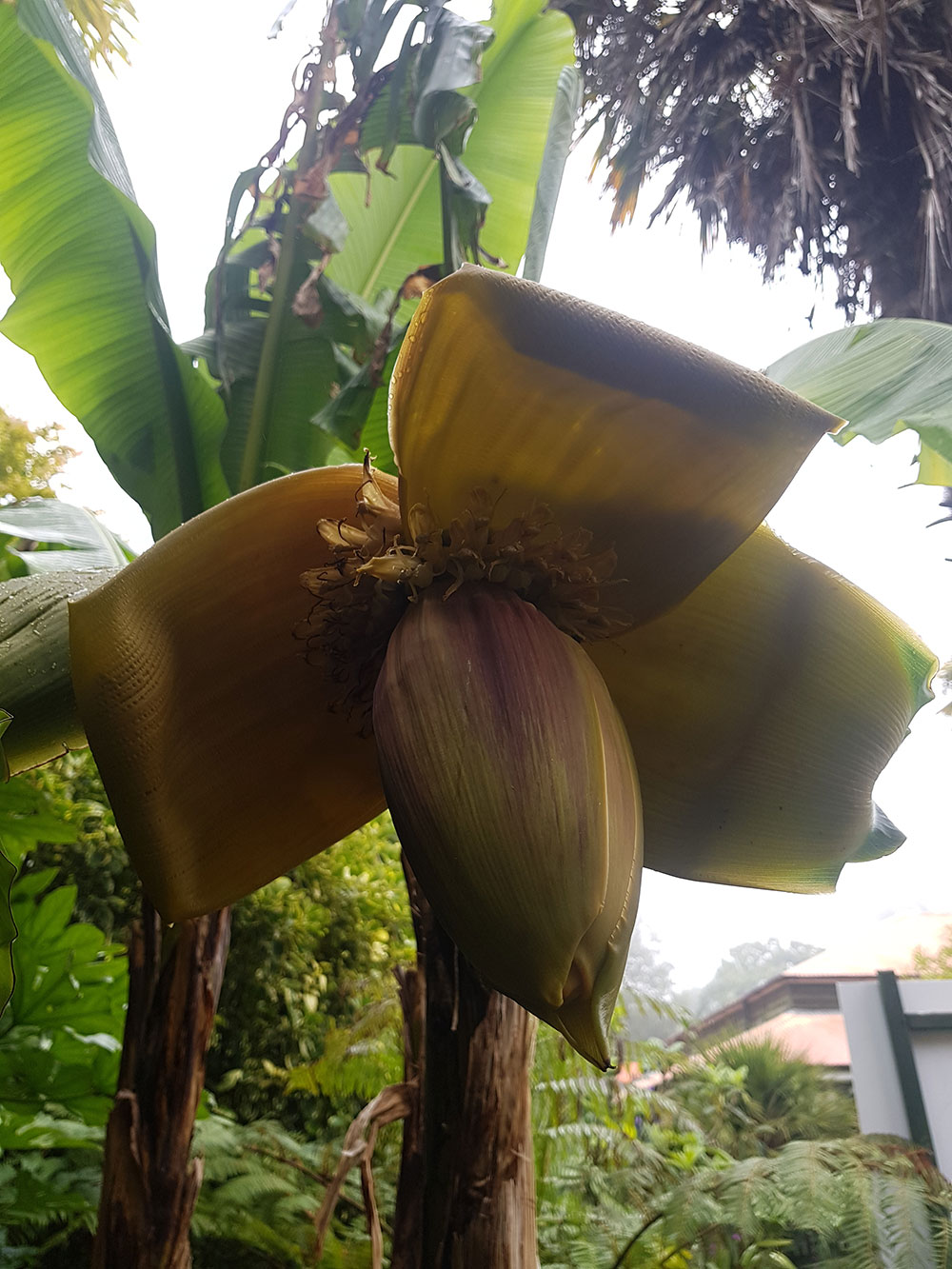 Musa basjoo flower