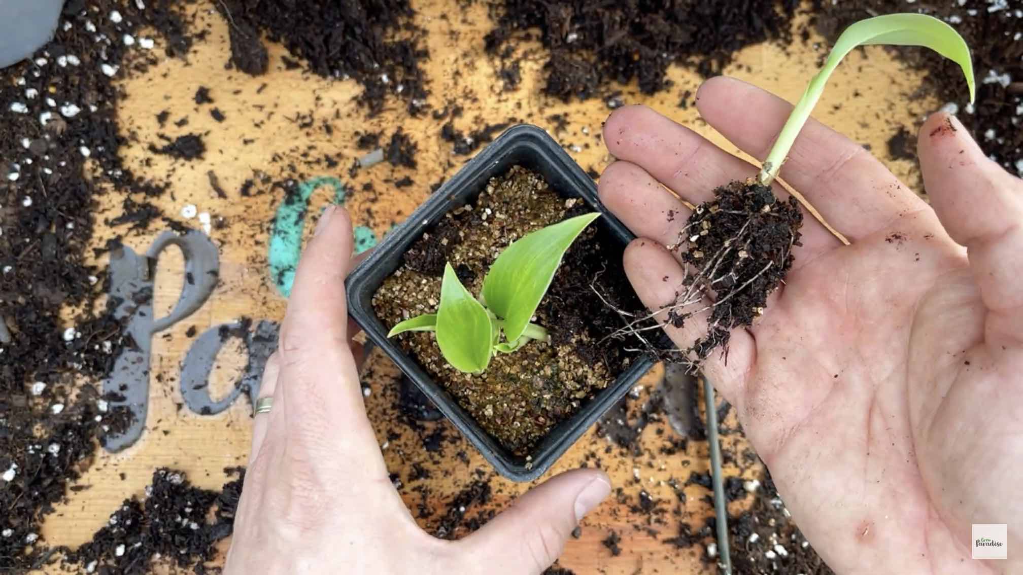 How to grow banana plants from seed