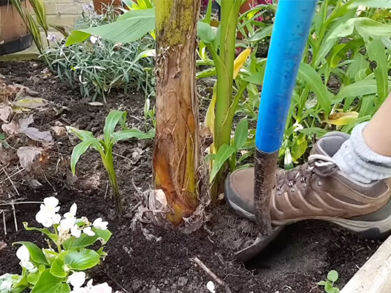 Spade dividing banana plant pup from main stem