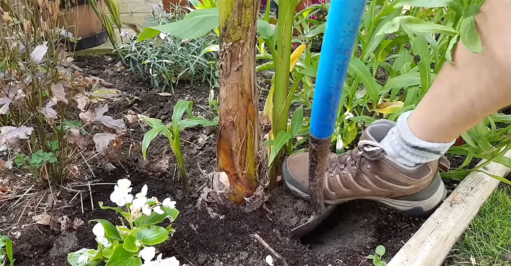 Spade dividing banana plant pup from main stem