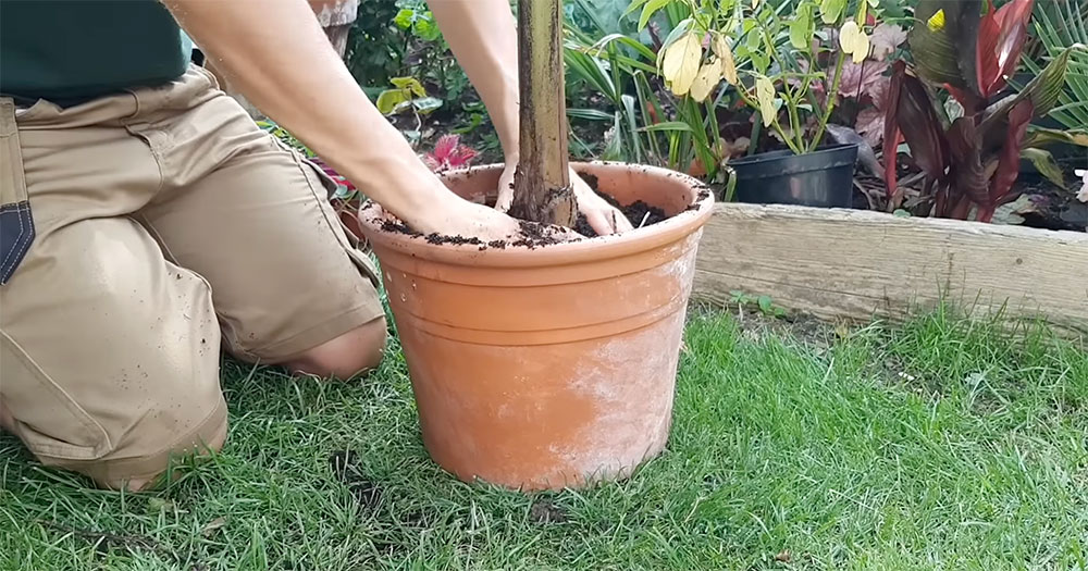 Potting up a banana plant into a new pot