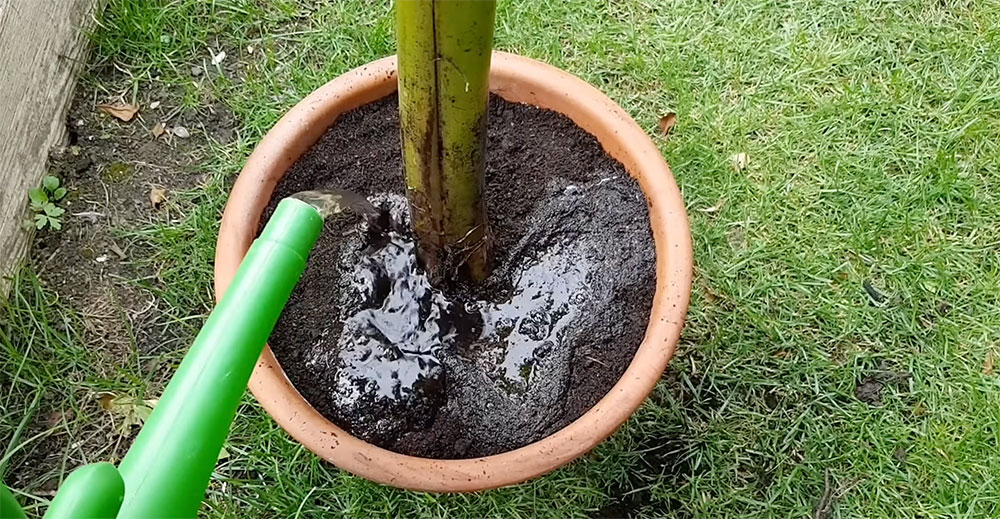 Watering a newly potted banana plant