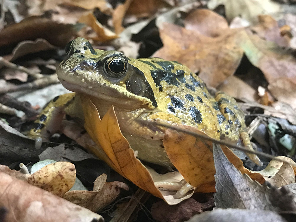 garden water feature wildlife frog