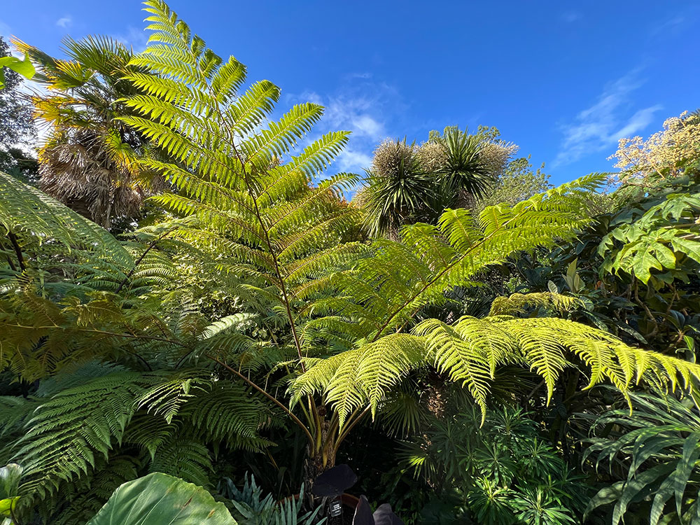 Australian tree fern
