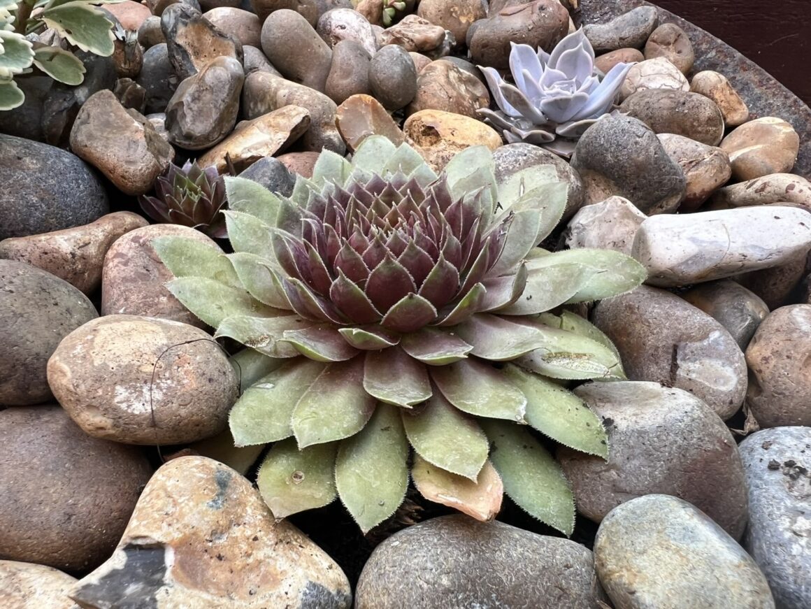 Close up of a succulent amongst rocks