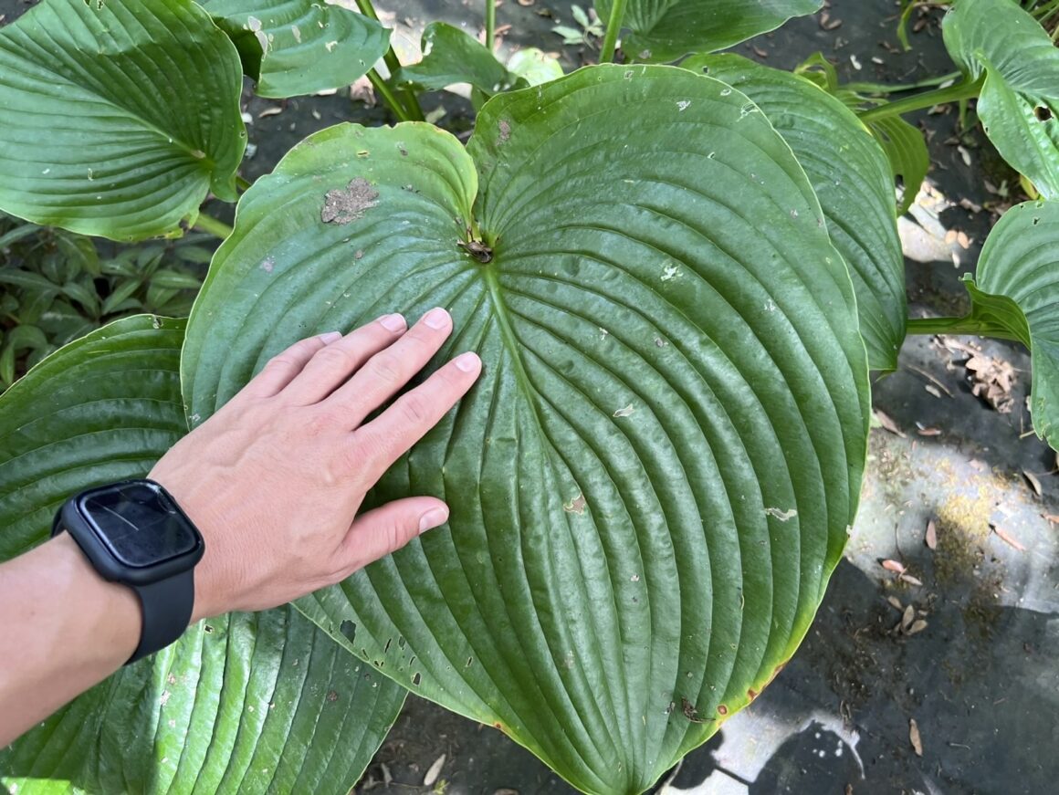 Giant plantain lily