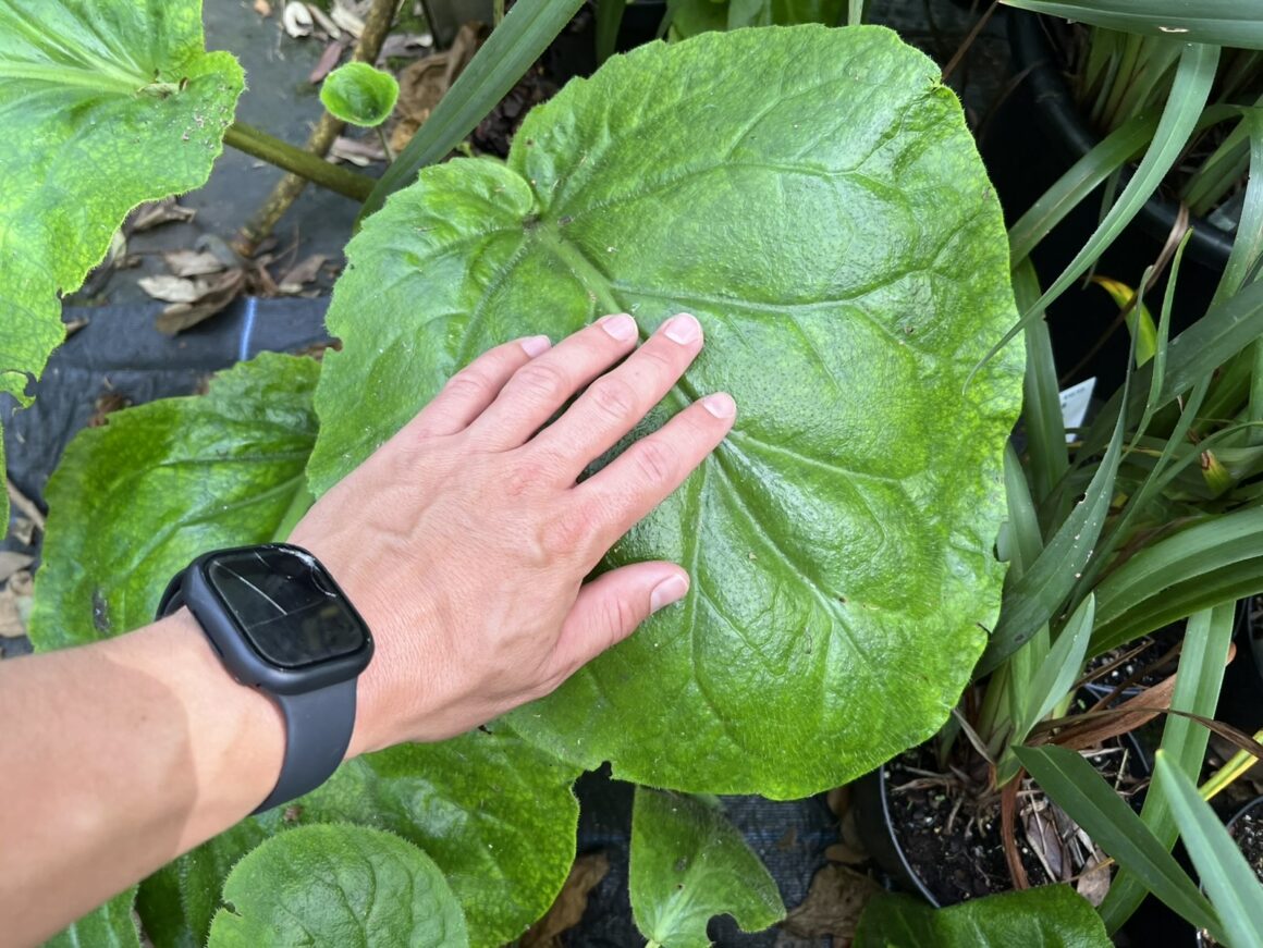 Fringed elephant’s ears