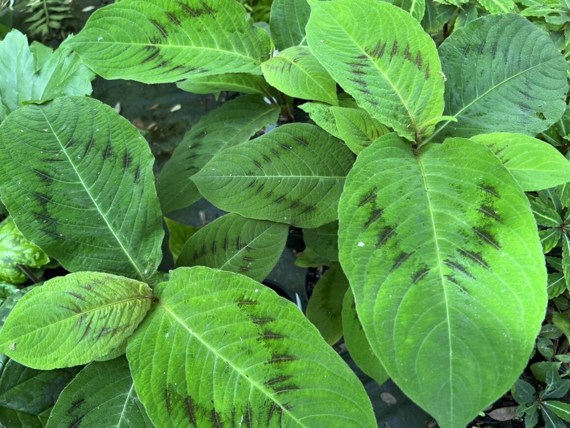 Tovara knotweed