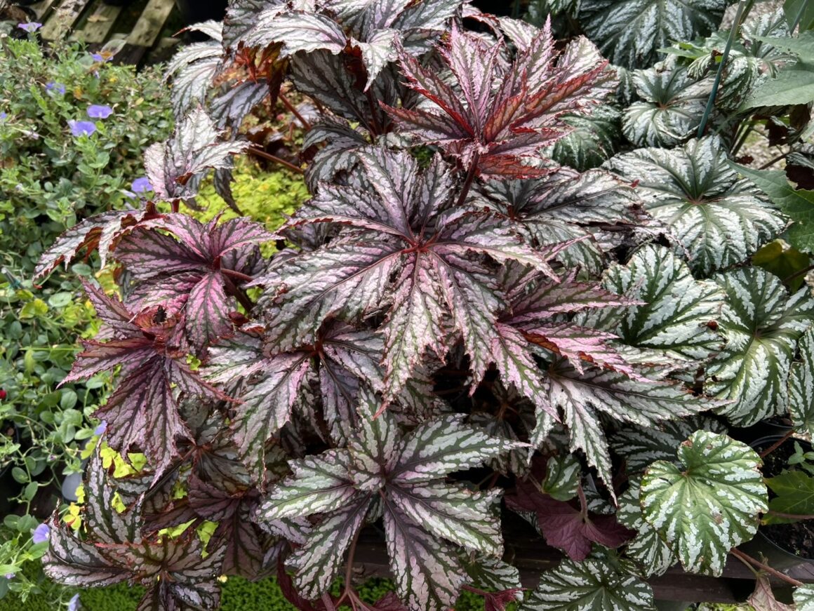 Benitochiba rex begonia