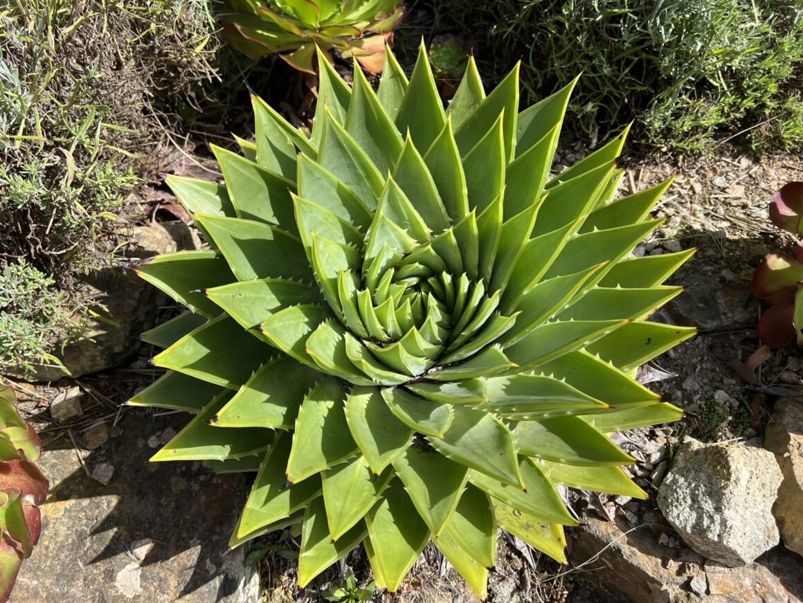 Spiral aloe