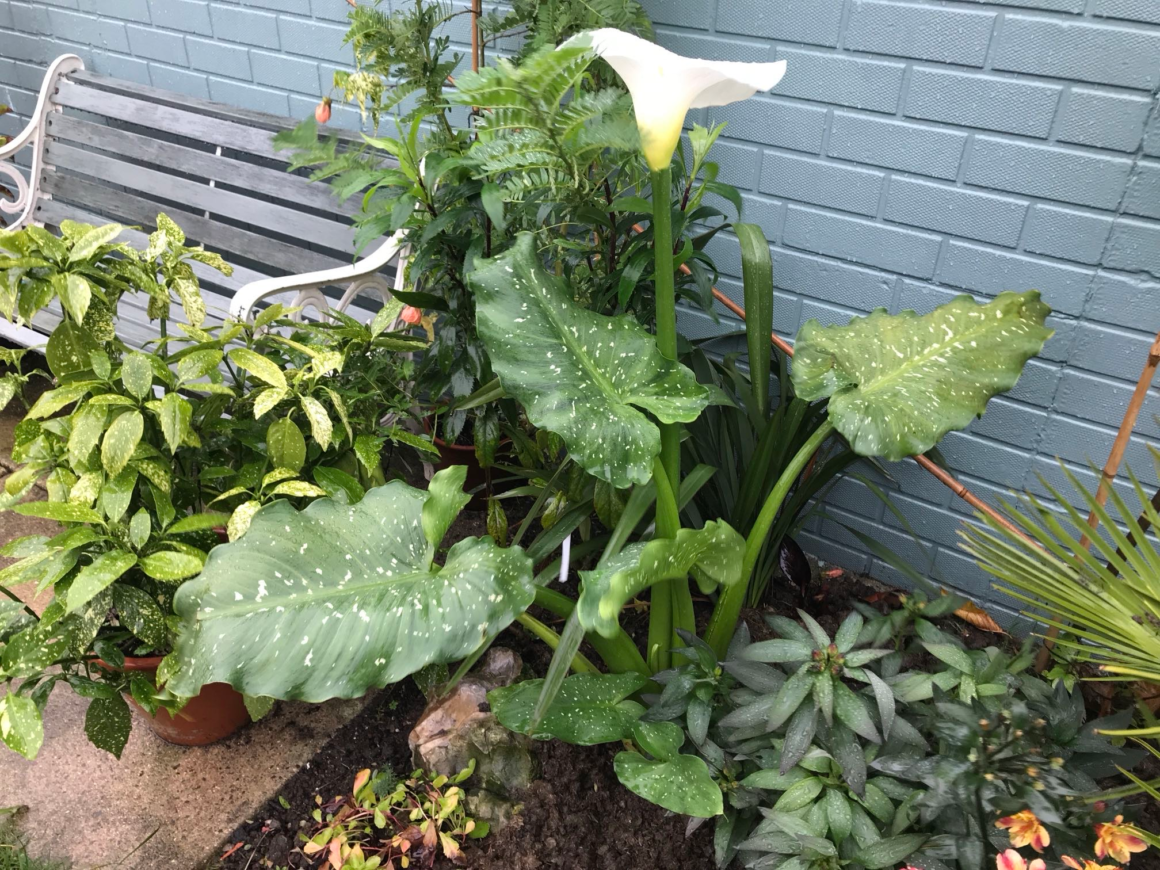 White Giant arum lily