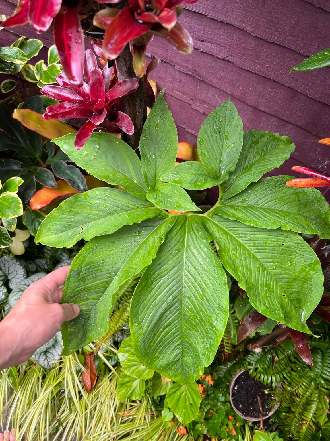 Giant voodoo lily