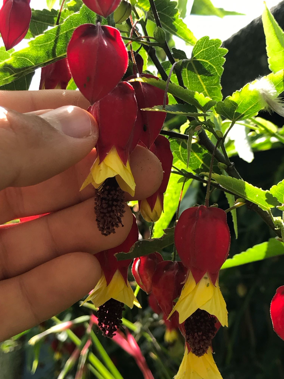 Trailing abutilon