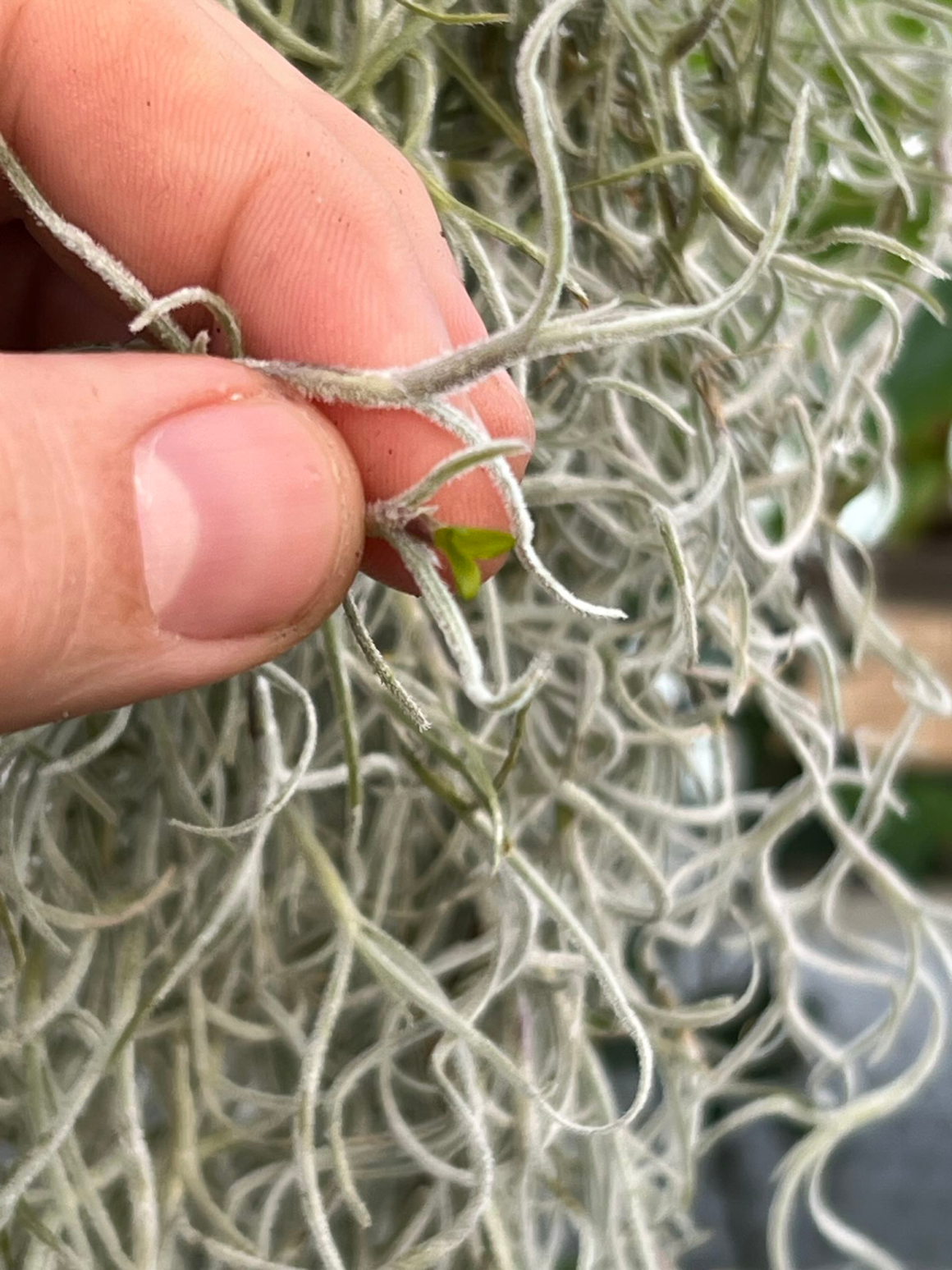 Spanish moss
