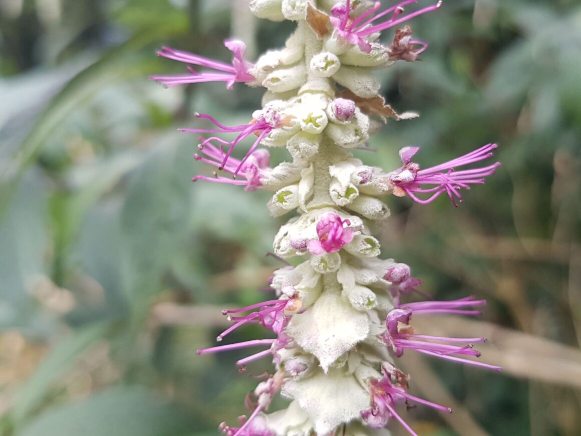 Chinese rostrinucula