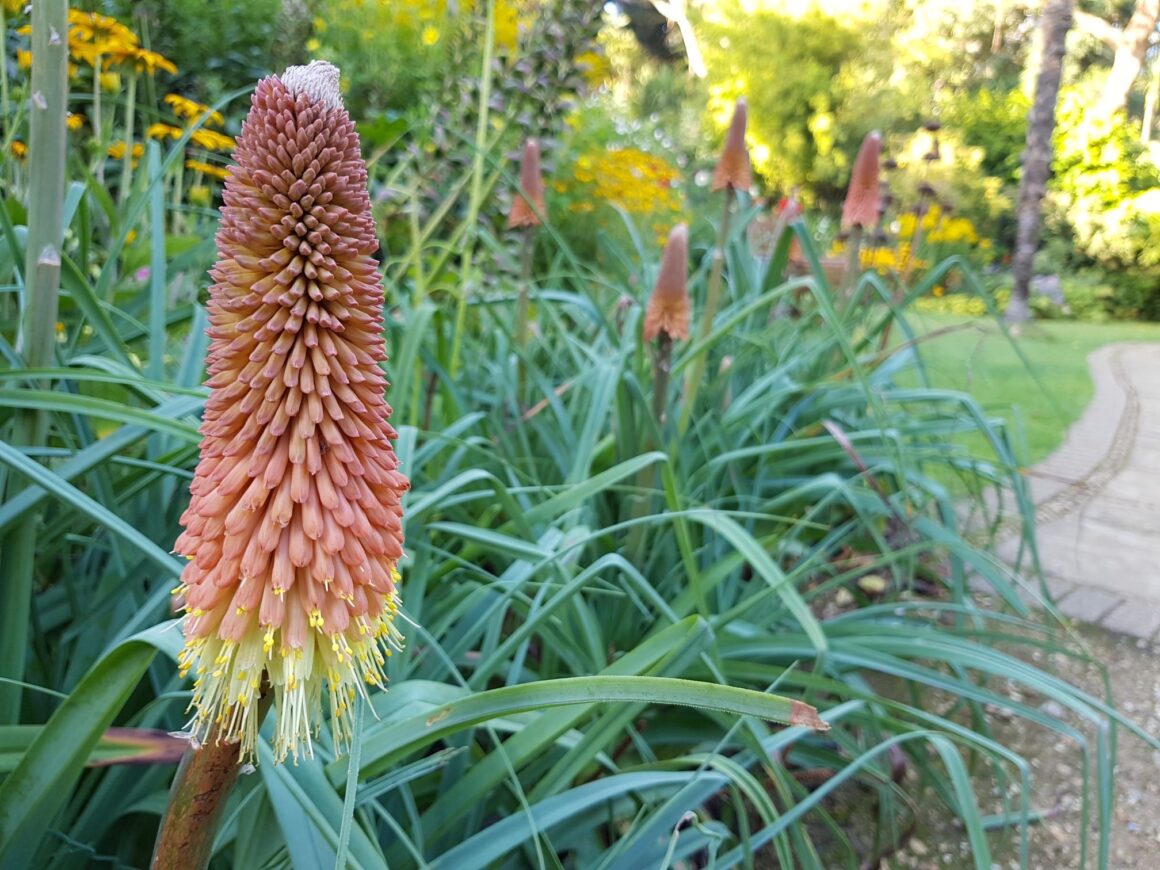 Red hot poker