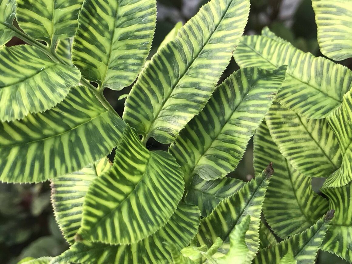 Emei bamboo fern