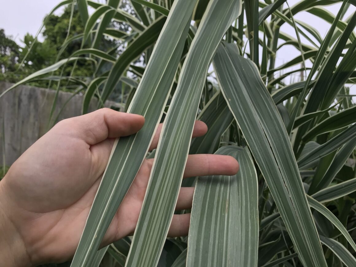 Variegated giant reed