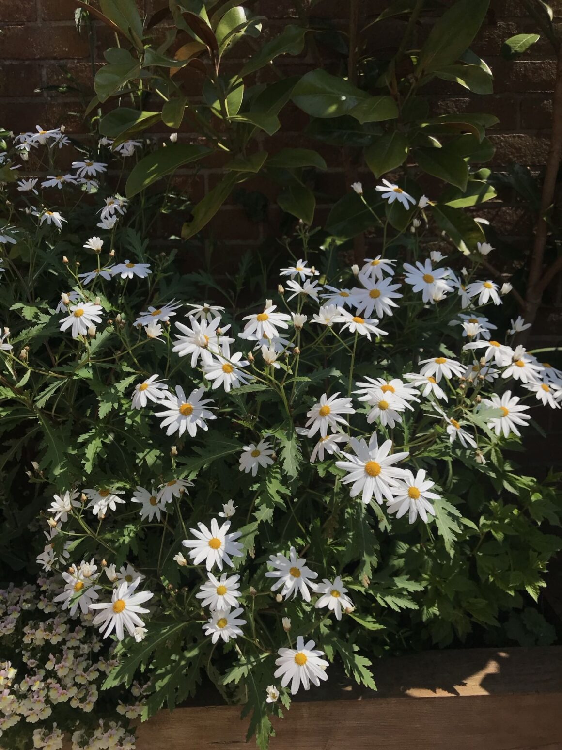Marguerite daisy
