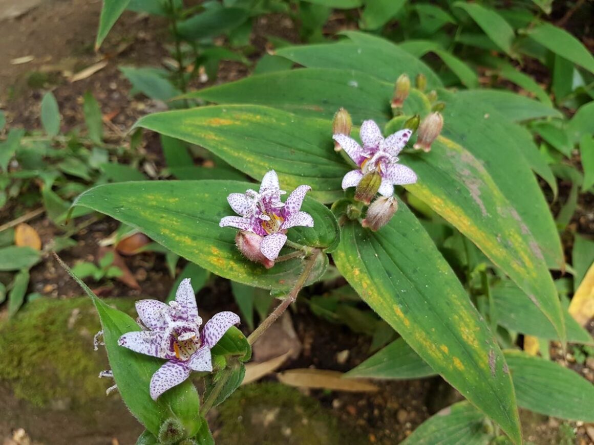 Japanese toad lily