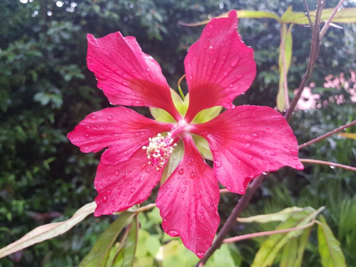 Scarlet rosemallow