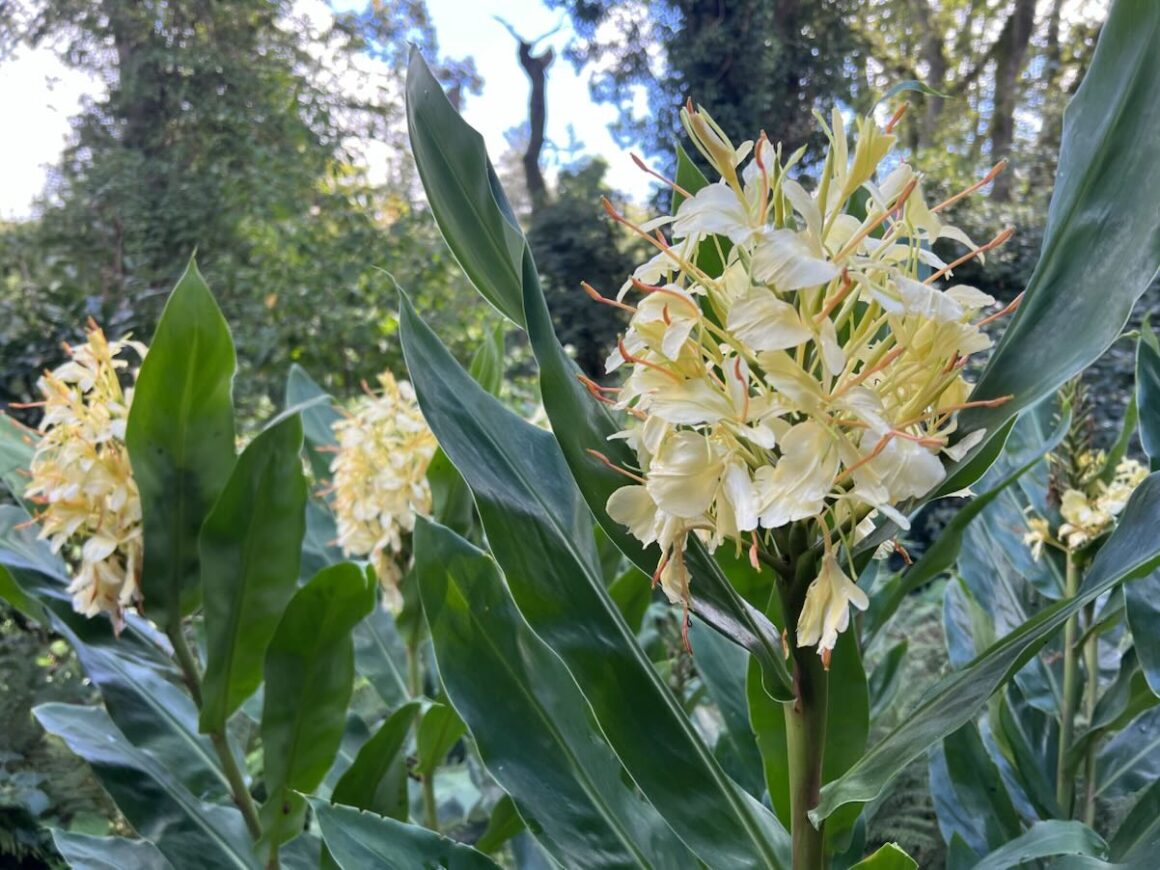 Devon Cream ginger lily