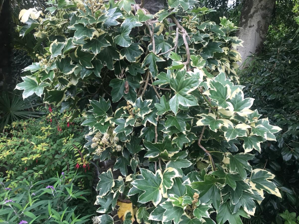 Variegated tree ivy