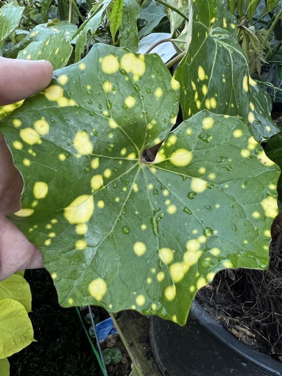 Gold-spotted leopard plant