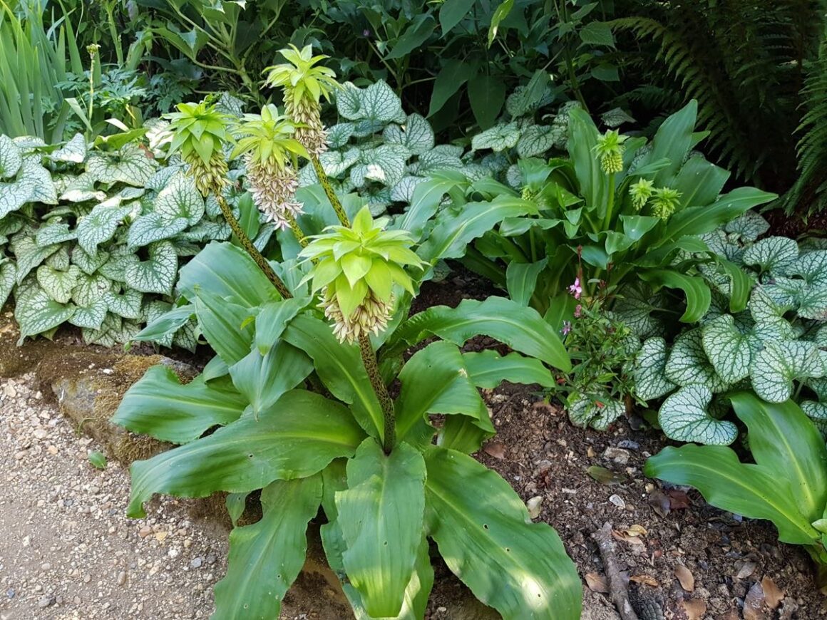 Two-coloured pineapple lily