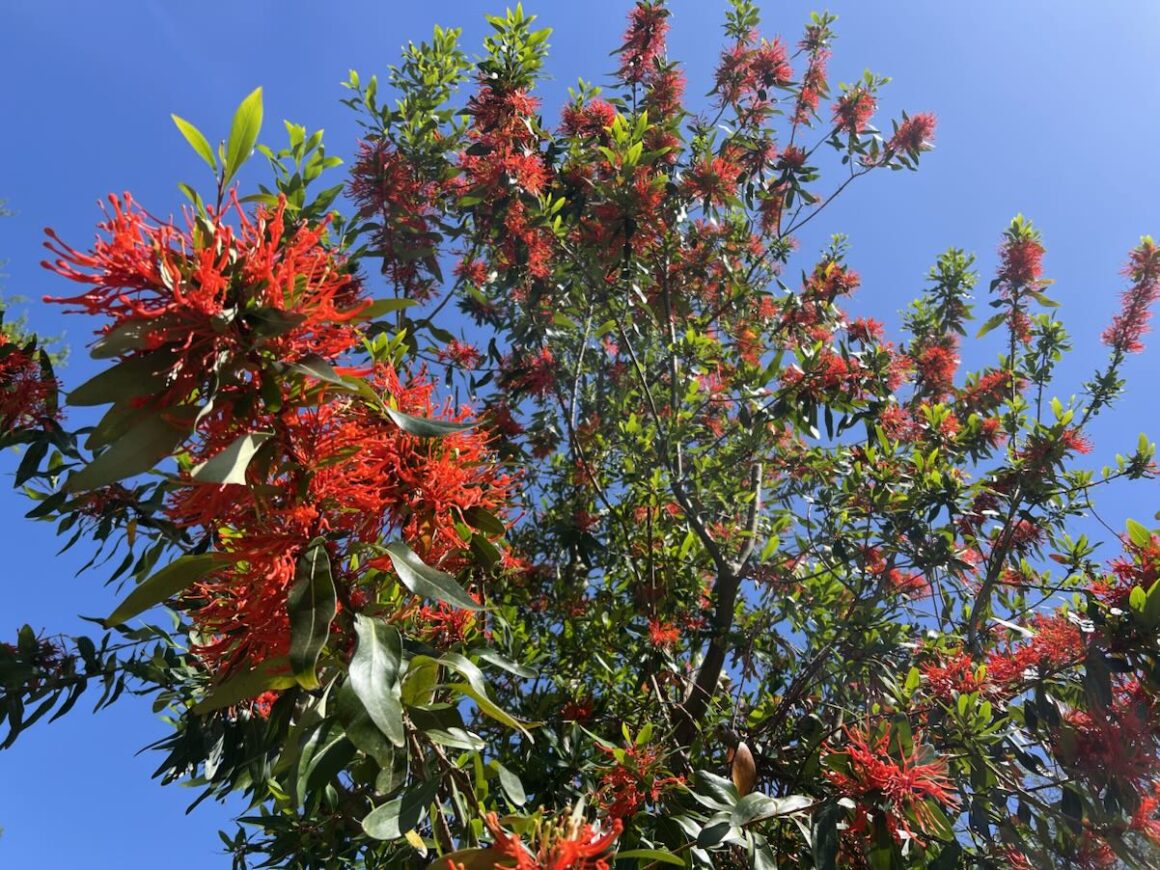 Chilean fire bush