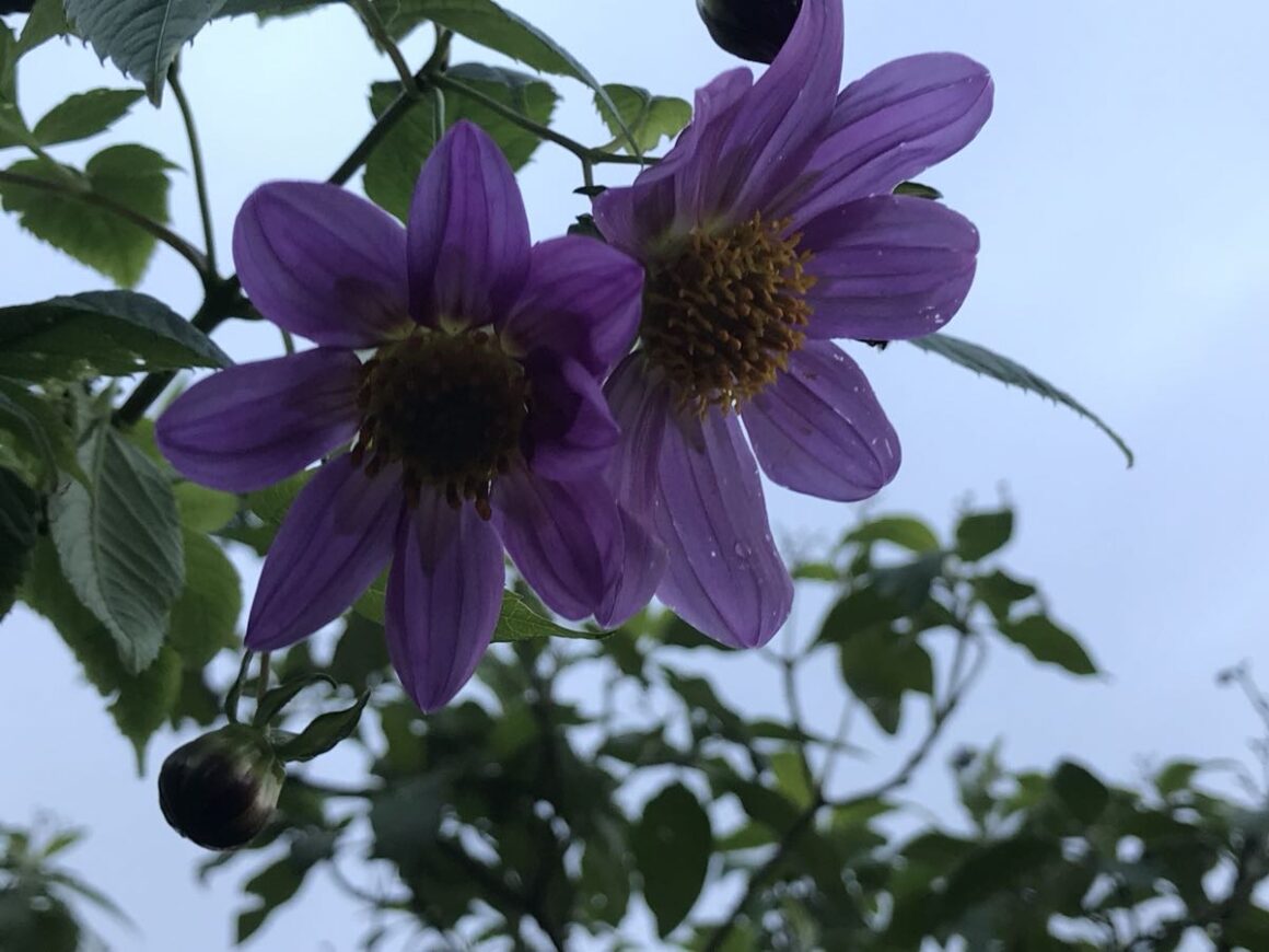 Tree dahlia