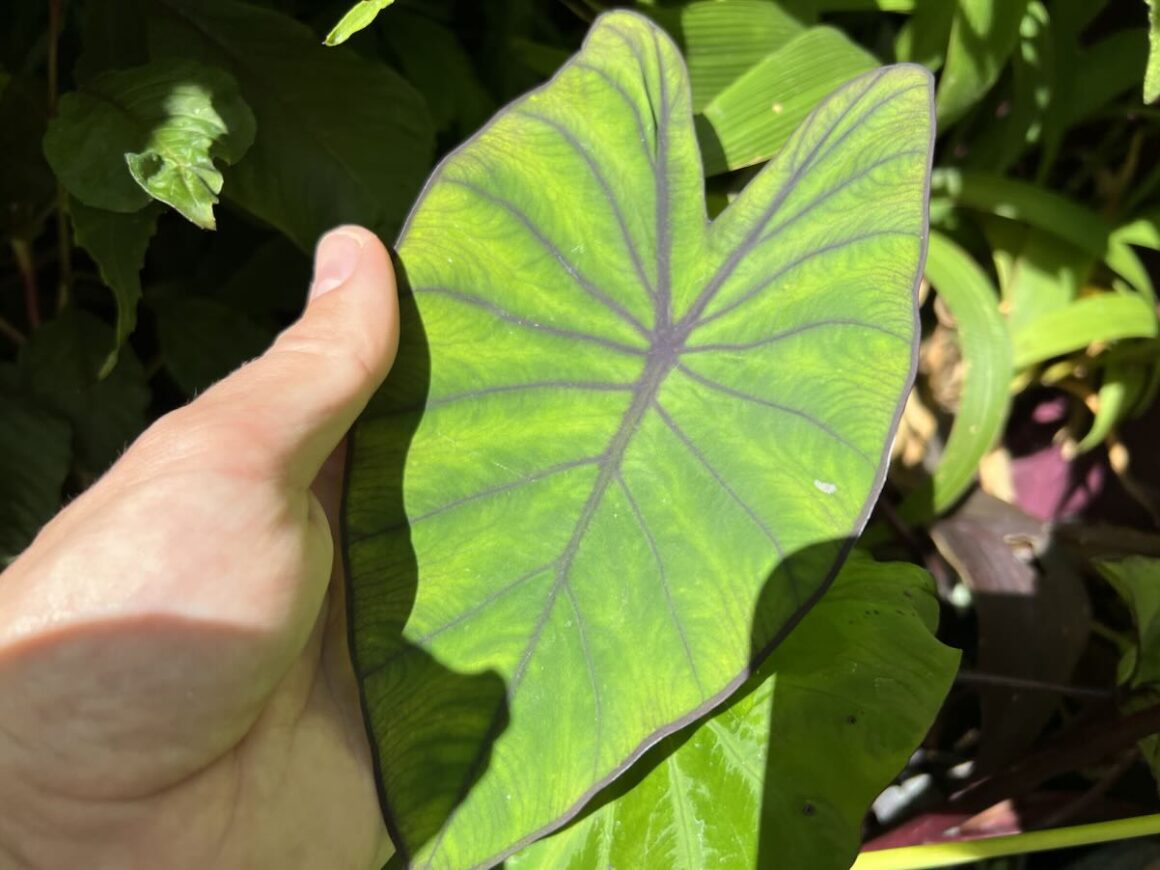 Blue Hawaii elephant’s ear