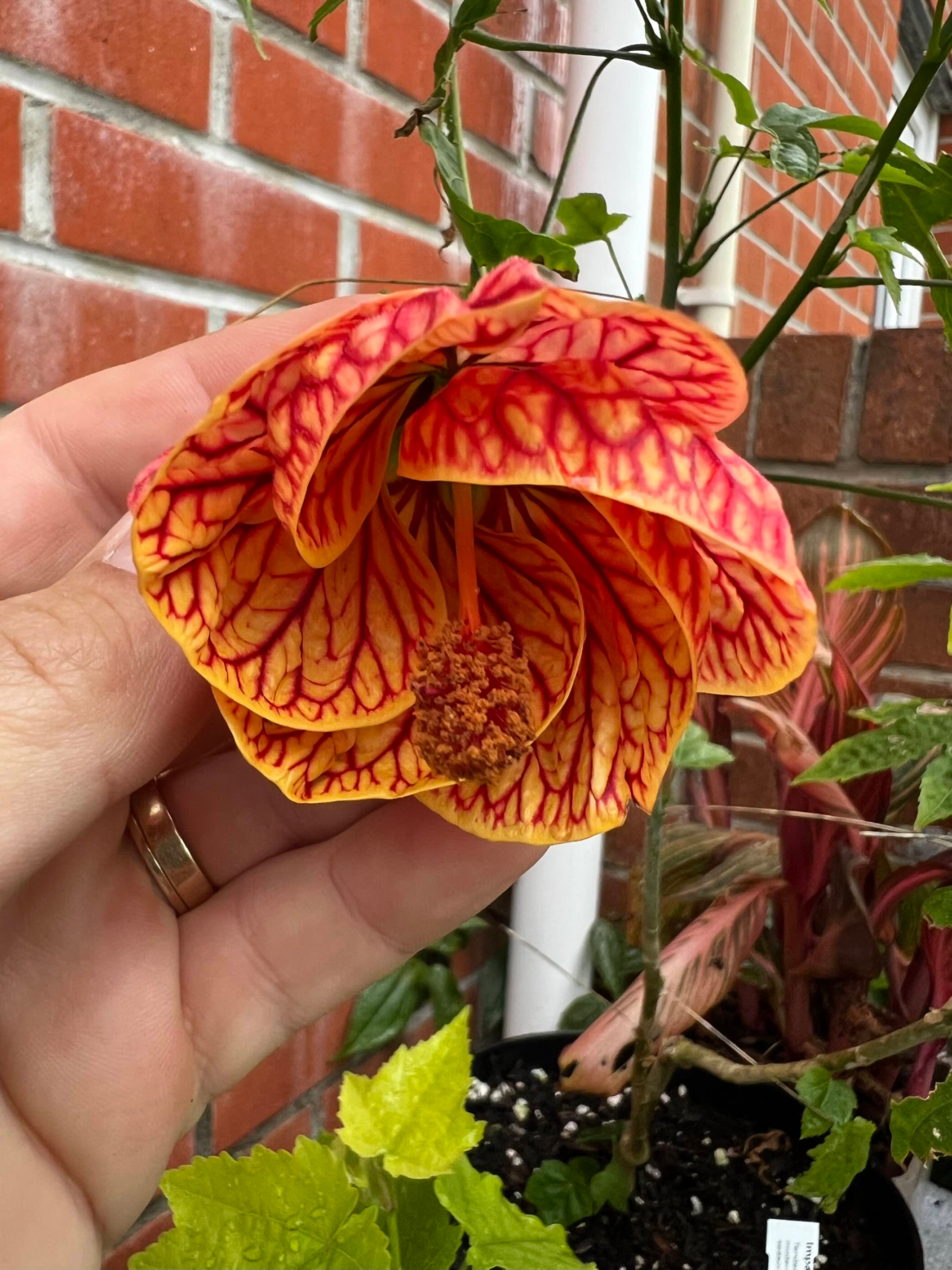Red Tiger flowering maple
