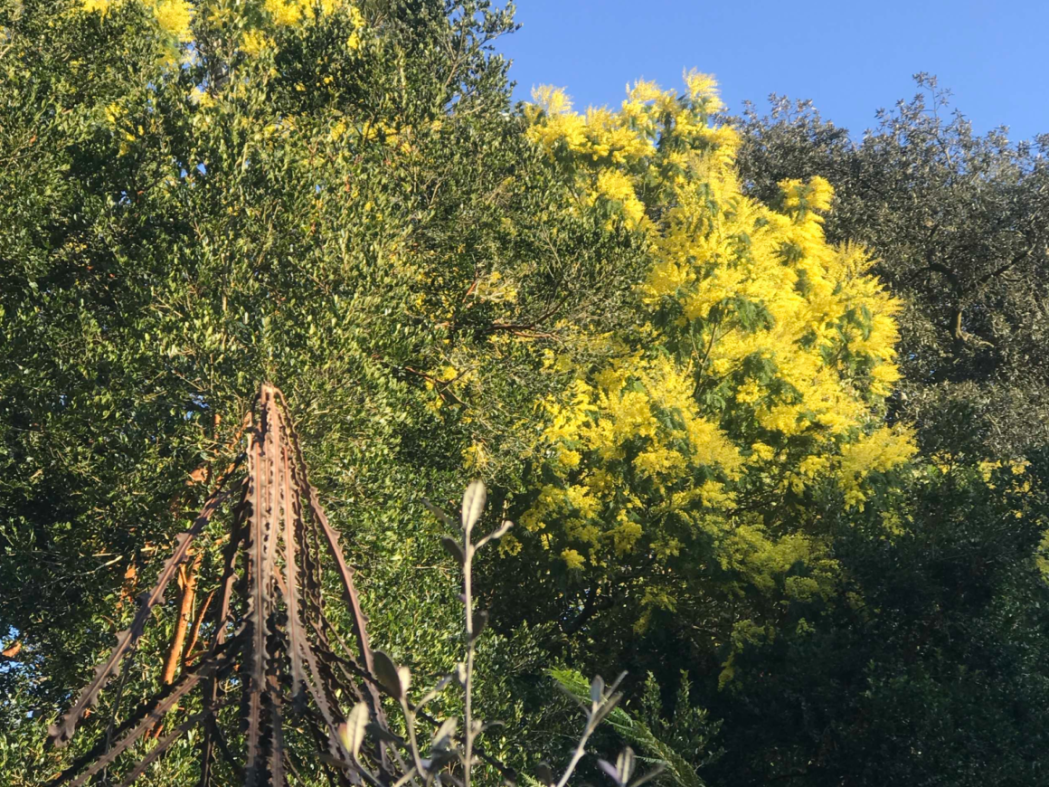 Mimosa