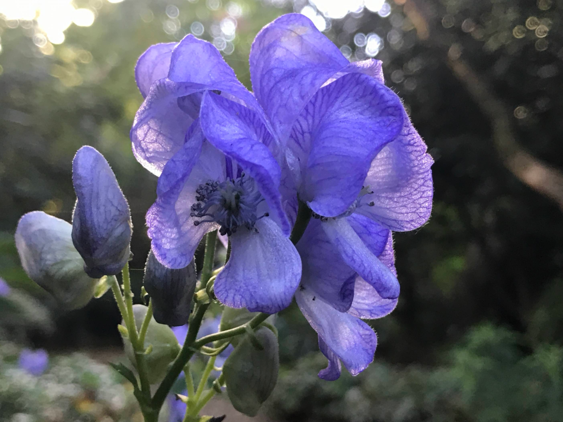 Monkshood