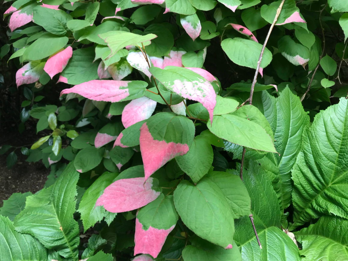 Kolomikta vine