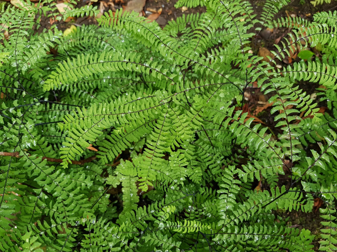 Pink-flushed maidenhair fern