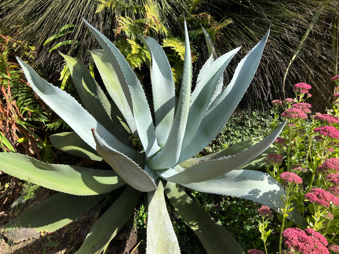Century plant