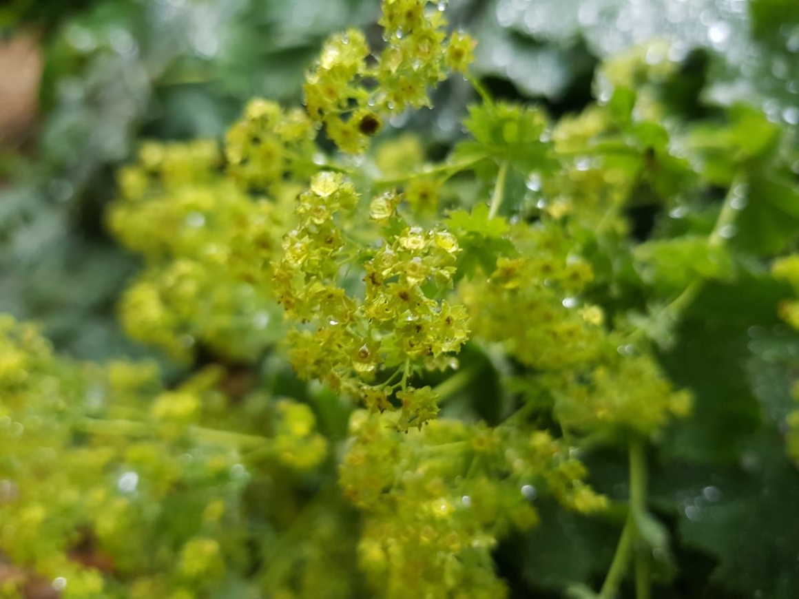 Lady's mantle