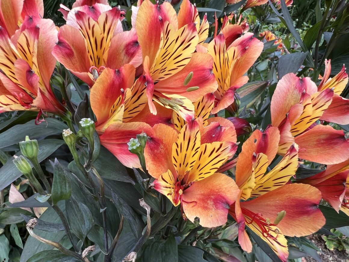 Peruvian lily ‘Indian Summer’