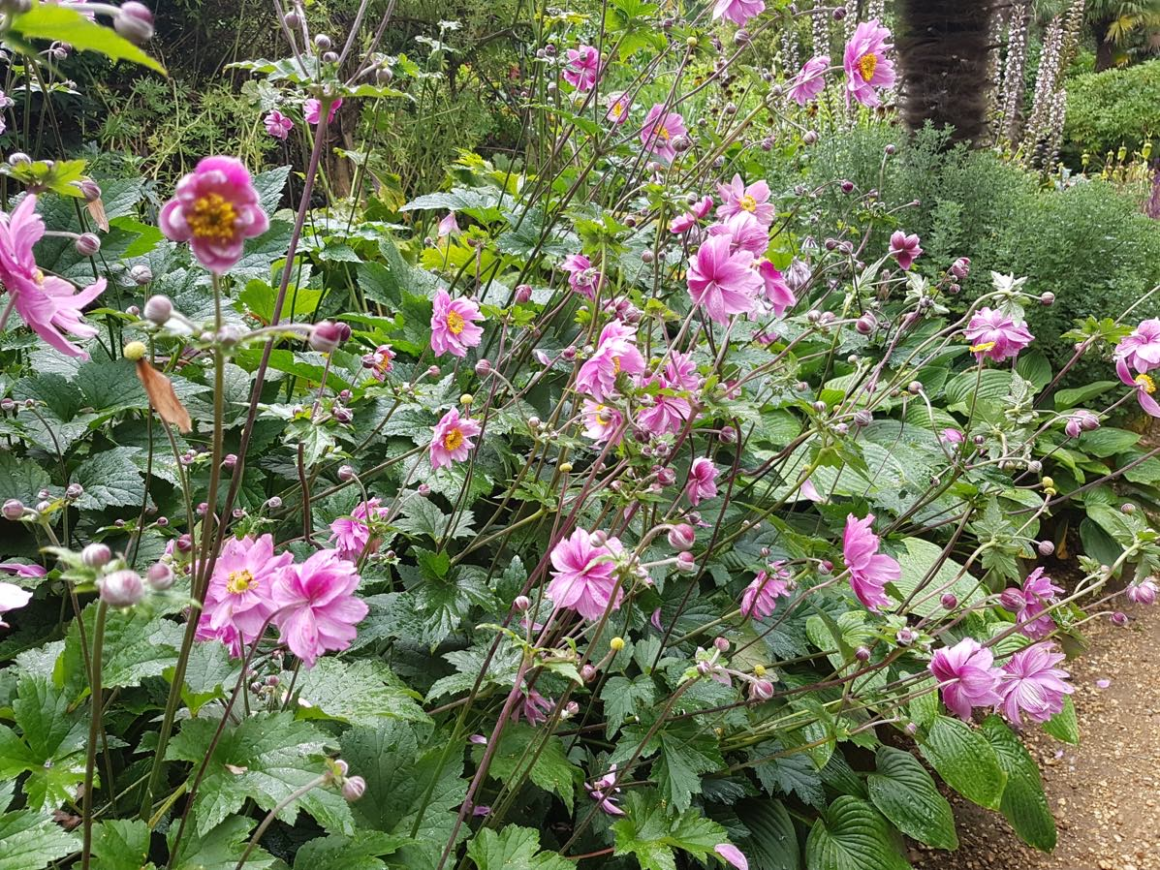 Japanese anemone